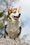 CORGI PEMBROKE 465